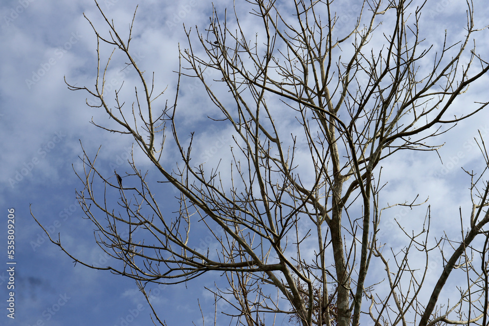 The silhouette of a tree without leaves on the background of a light sky with clouds
The silhouette of a tree without leaves on the background of a light sky with clouds