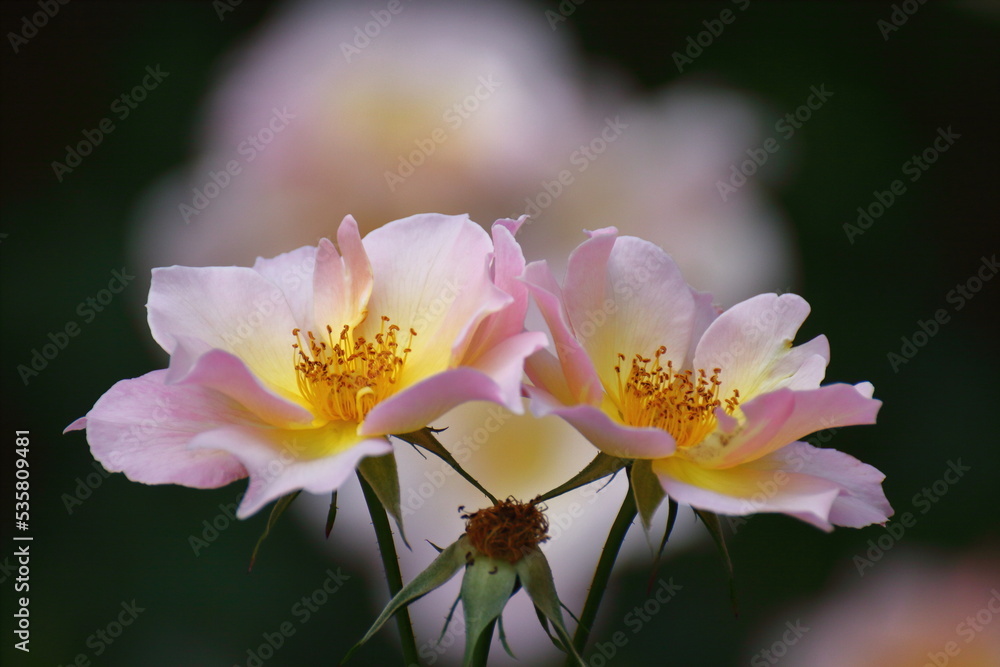 Obraz premium 花の女王