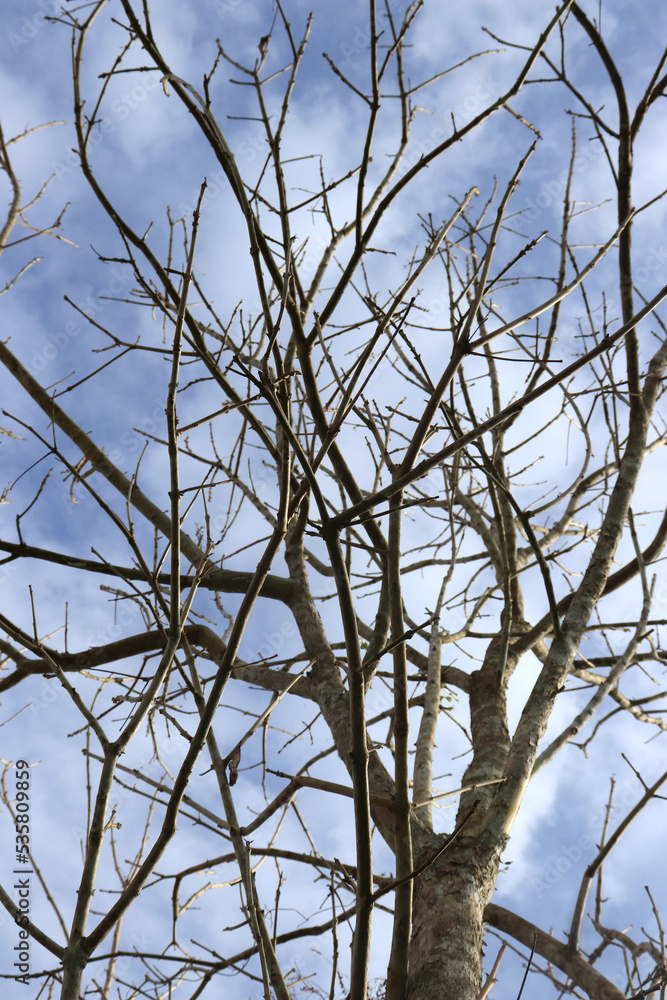 The silhouette of a tree without leaves on the background of a light sky with clouds
The silhouette of a tree without leaves on the background of a light sky with clouds