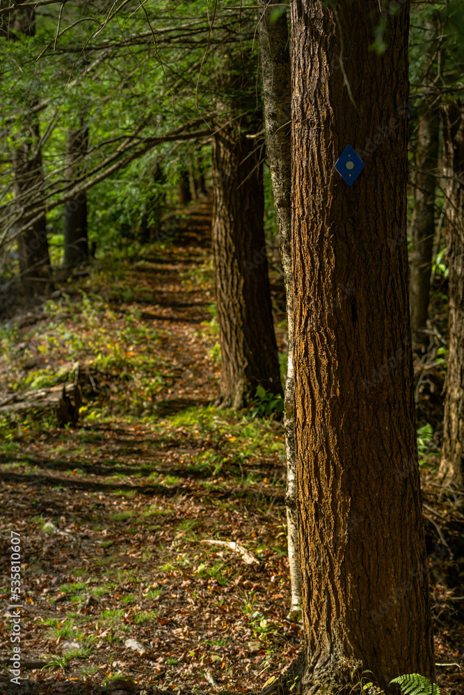 Obraz premium path in the woods