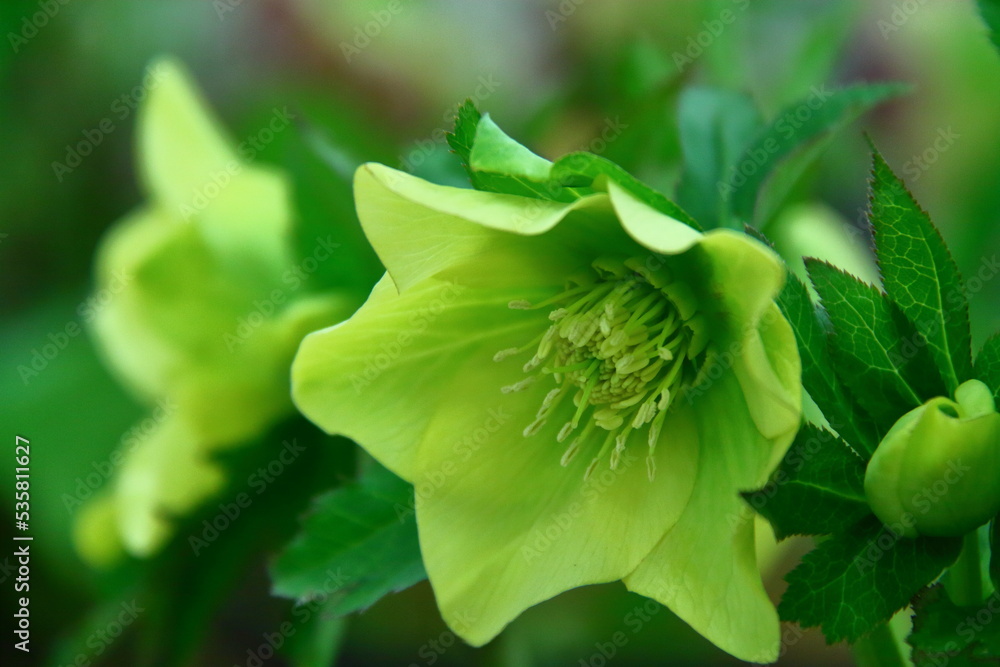 Obraz premium 冬の貴婦人