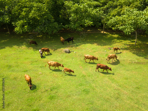 Cows graze in a field with green grass on a farm. Drone view of a field where red cows graze, eating green grass to make fresh milk. © yaroslav1986