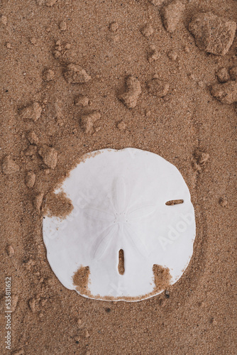 Sand dollar set against plain background with copy space