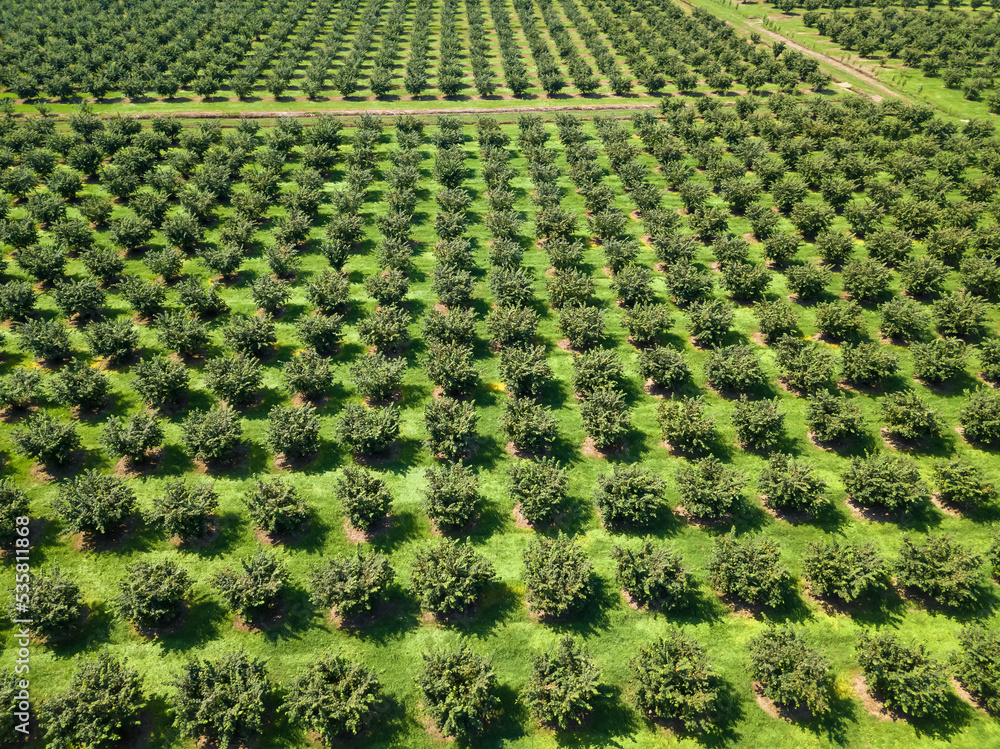 Close-up view from a drone of a plantation of walnut trees on a sunny day. Hazelnut tree plantation, drone view