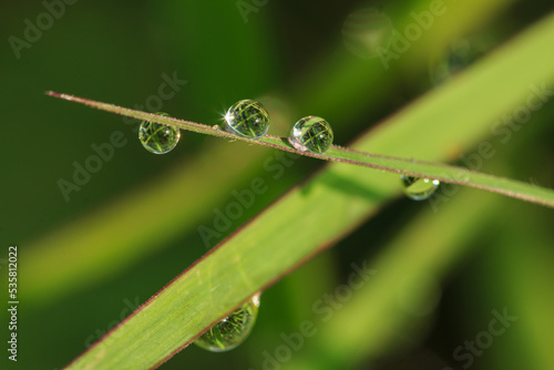 Green grass in the morning with dew drops on the natural background