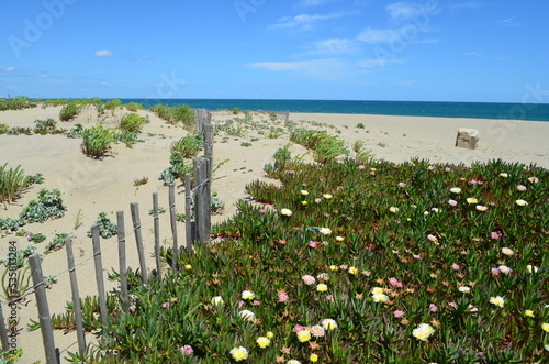 Plage de Torreilles ( Pyrénées Orientales - Occitanie - France) 