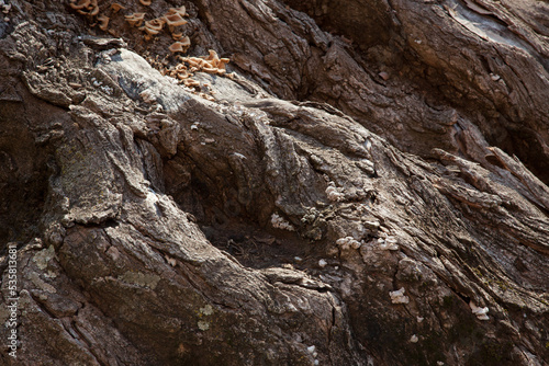 Abstract gnarly stump