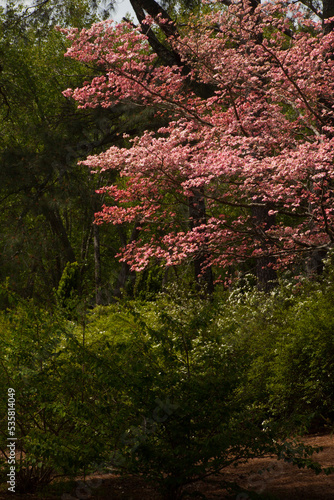 Pink dogwood in bloom