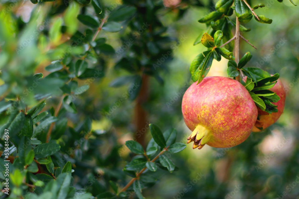 Fresh pomegranate on the tree. Selective focus. Fresh pomegranate on the tree. Selective focus.