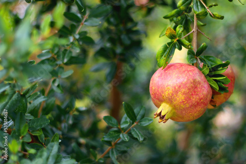 Fresh pomegranate on the tree. Selective focus.