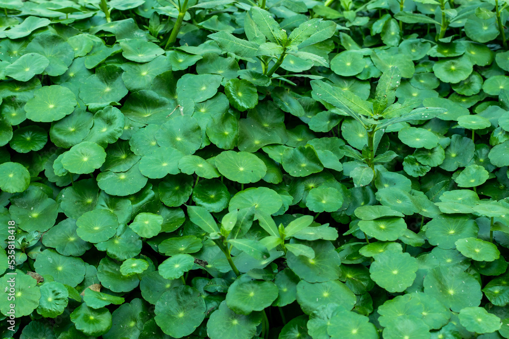 Water Pennywort is a strongly aromatic herb and green creep plant Water Pennywort is a strongly aromatic herb and green creep plant