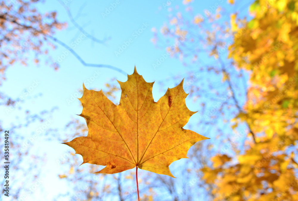 yellow maple leaf isolated on blue sky background, close-up yellow maple leaf isolated on blue sky background, close-up