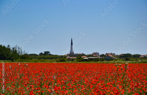 Fields of red poppies and vineyards under a blue sky with a village and its church in the background