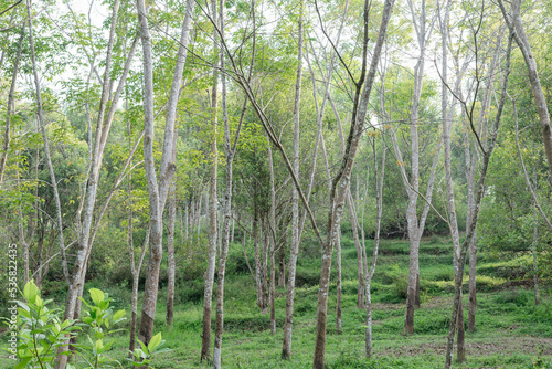Scenery of a rubber plantation in Semarang regency, Central Java, Indonesia