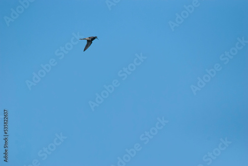 Lesser Yellowlegs in flight