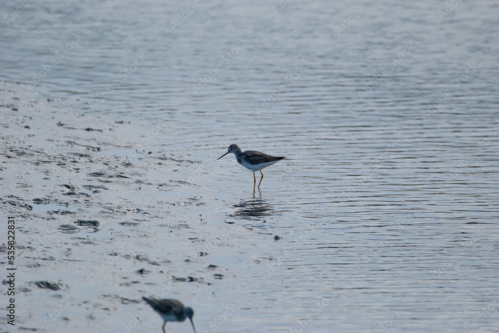 Greater Yellowlegs at the marsh Greater Yellowlegs at the marsh