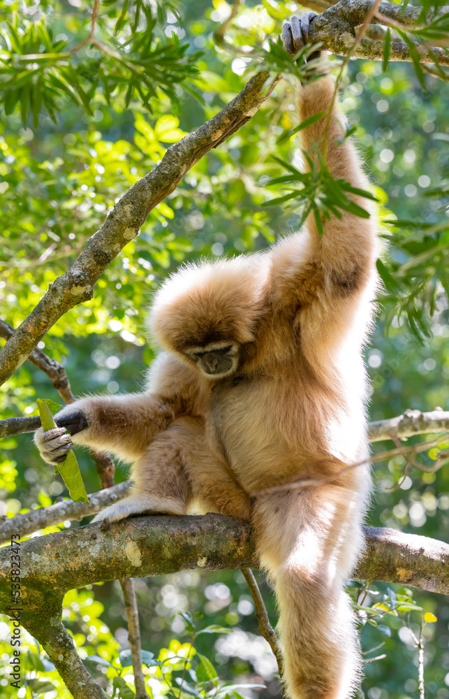 Gibbon im Monkeyland in Plettenberg Bay Südafrika Gibbon im Monkeyland in Plettenberg Bay Südafrika