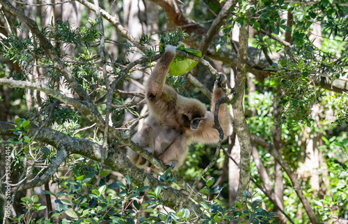 Gibbon im Monkeyland in Plettenberg Bay Südafrika