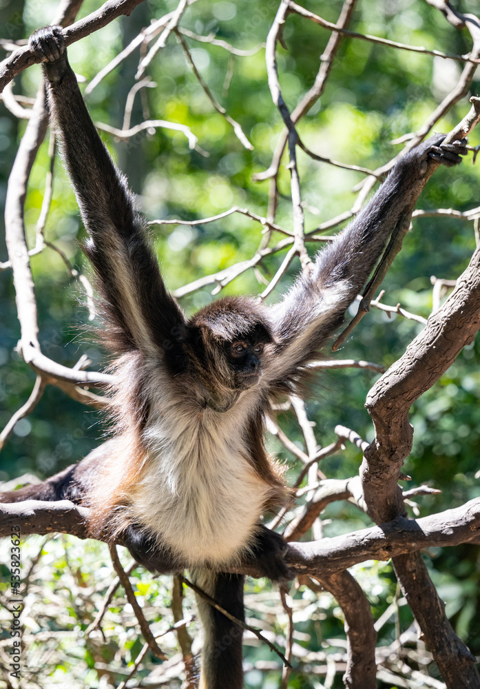 Naklejka premium Geoffroy-Klammeraffe im Monkeyland in Plettenberg Bay Südafrika