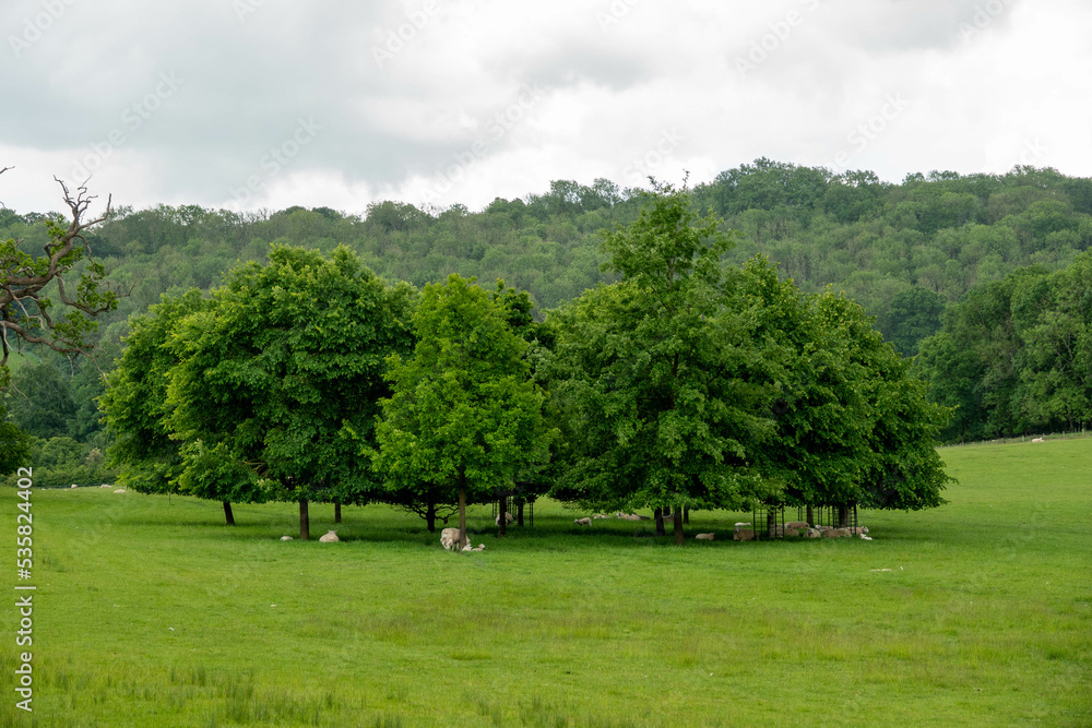 view of sheep sheltering amongst a circle of trees from the Cotswolds Way National Trail view of sheep sheltering amongst a circle of trees from the Cotswolds Way National Trail
