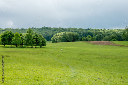view of sheep sheltering amongst a circle of trees from the Cotswolds Way National Trail