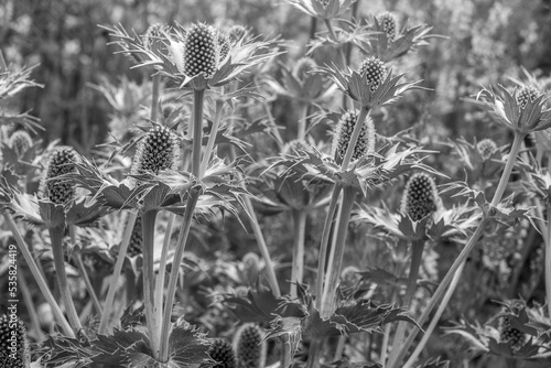 Eryngiums also known as sea holly with spiny leaves and a characteristic ruff around the flowerheads in black and white photo