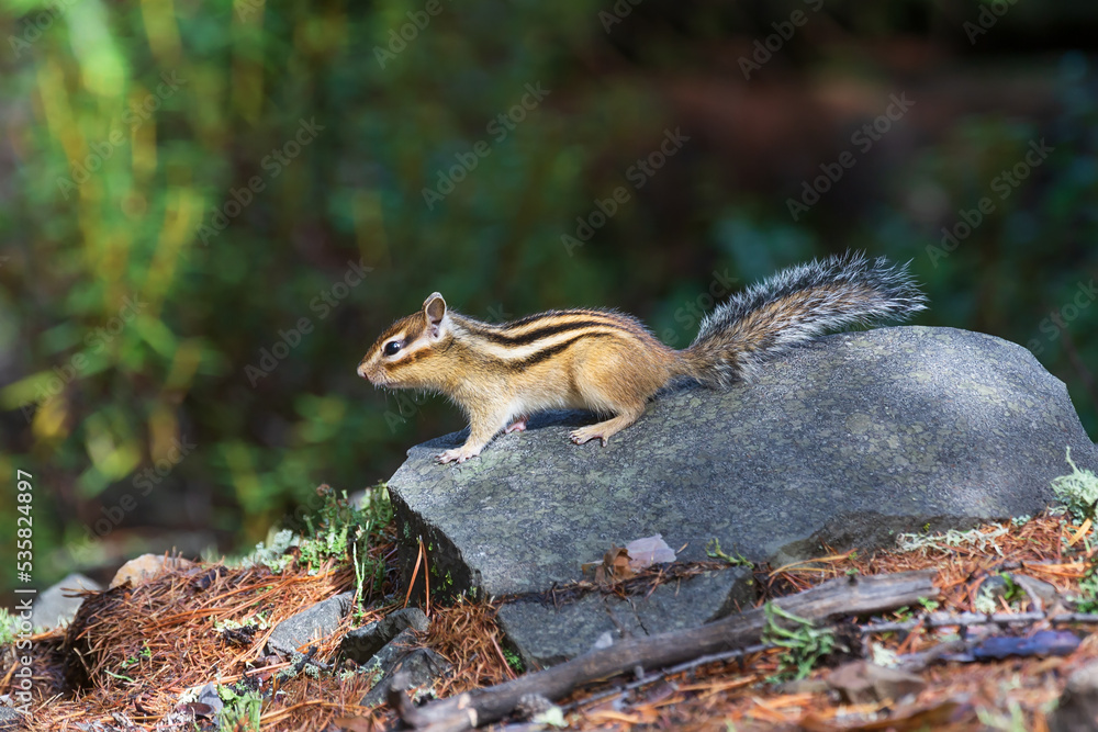 Chipmunk on the background of a blurry forest. Chipmunk on the background of a blurry forest.