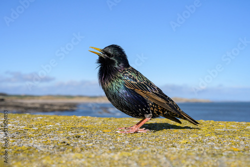 Starling, Sturnus vulgaris, adult male singing on the sea wall