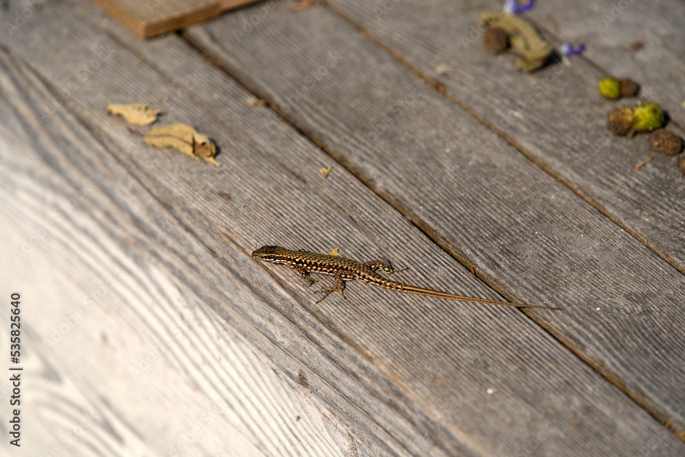 Close-up of lizard on wooden background at Brisago Islands, Canton Ticino, on a sunny summer day. Photo taken July 25th, 2022, Brisago Islands, Switzerland. Close-up of lizard on wooden background at Brisago Islands, Canton Ticino, on a sunny summer day. Photo taken July 25th, 2022, Brisago Islands, Switzerland.