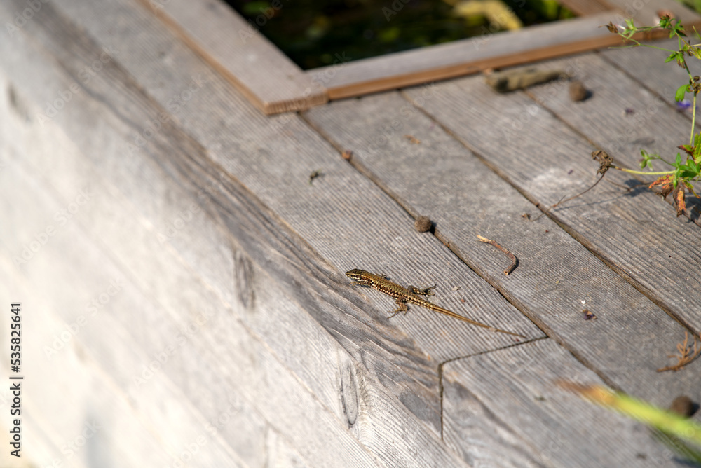 Close-up of lizard on wooden background at Brisago Islands, Canton Ticino, on a sunny summer day. Photo taken July 25th, 2022, Brisago Islands, Switzerland. Close-up of lizard on wooden background at Brisago Islands, Canton Ticino, on a sunny summer day. Photo taken July 25th, 2022, Brisago Islands, Switzerland.