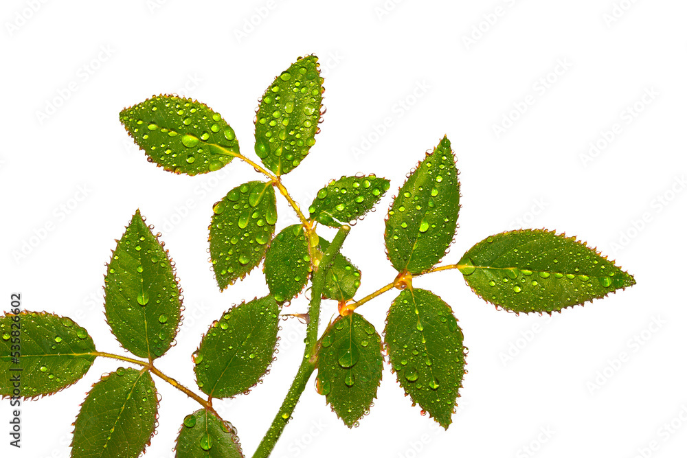 Rose leaves with drops closeup Rose leaves with drops closeup