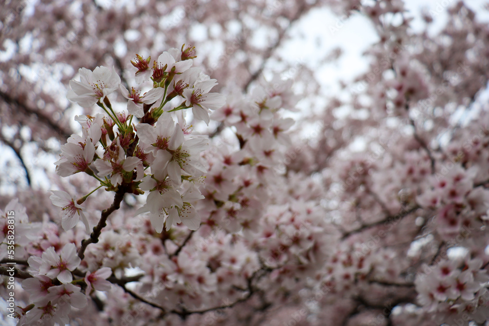 Flowering Cherry Blossom Tree