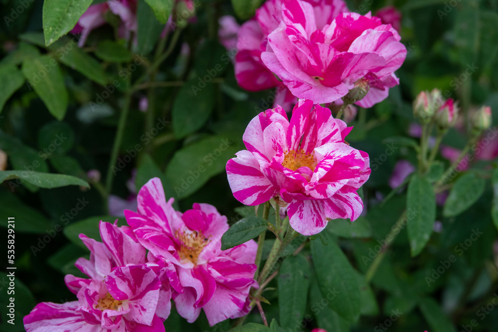 vibrant pink and white ripple roses against a green background vibrant pink and white ripple roses against a green background