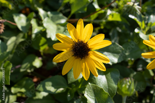 sunflower in the garden