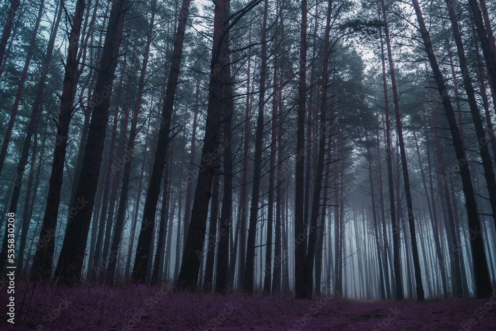 Fototapeta premium Mystical pine forest in a thick fog