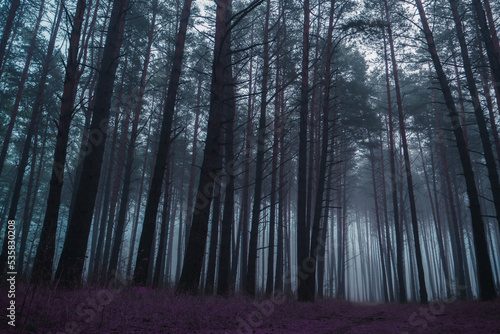 Mystical pine forest in a thick fog