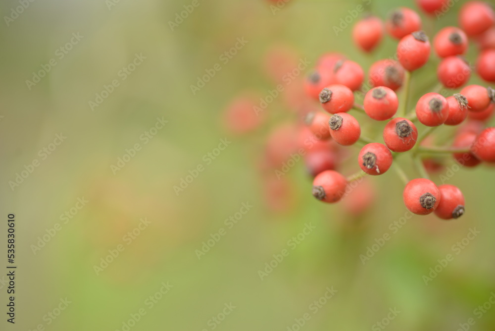 Obraz premium small red rose hips close-up on a branch, green fruits antioxidants, red texture on a green background, abstract gradient, blurred silhouette, organic, healthy berry, fruit tea, healthy food
