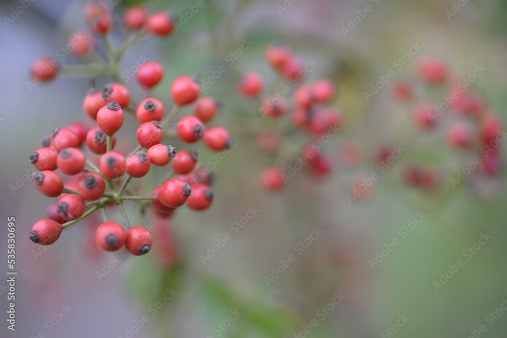 small red rose hips close-up on a branch, green fruits antioxidants, red texture on a green background, abstract gradient, blurred silhouette, organic, healthy berry, fruit tea, healthy food small red rose hips close-up on a branch, green fruits antioxidants, red texture on a green background, abstract gradient, blurred silhouette, organic, healthy berry, fruit tea, healthy food