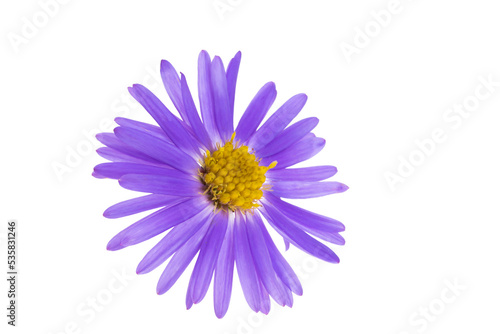  chrysanthemum isolated