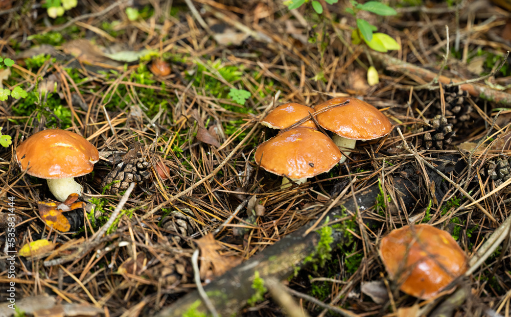 Mushrooms in a pine forest in autumn Mushrooms in a pine forest in autumn