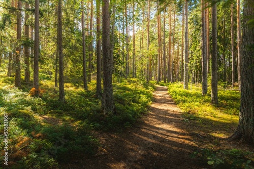 Forest path on a sunny day in Sweden near Stockholm. Summer photo in the woods © Benoît