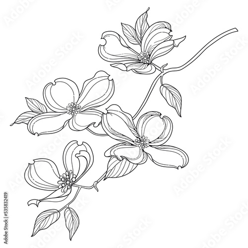Branch of outline American dogwood or Cornus Florida flower and leaves in black isolated on white background. 