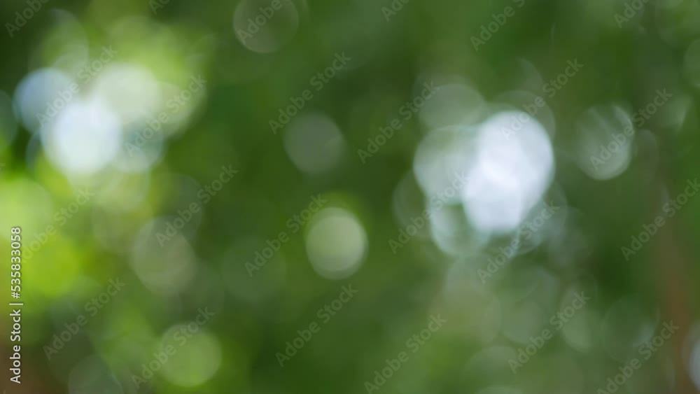 Blurred background, bokeh, light shining through trees
tree bark background Blurred background, bokeh, light shining through trees
tree bark background