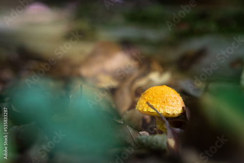 Yellow mushrum cap photo