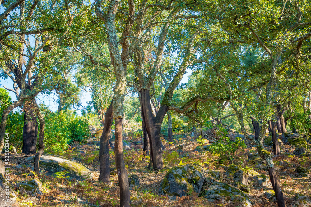 Field of cork oak trees with stripped trunk for cork harvesting. Field of cork oak trees with stripped trunk for cork harvesting.