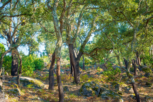 Fototapeta Naklejka Na Ścianę i Meble -  Field of cork oak trees with stripped trunk for cork harvesting.