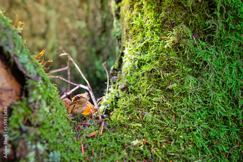Forest frog on moss