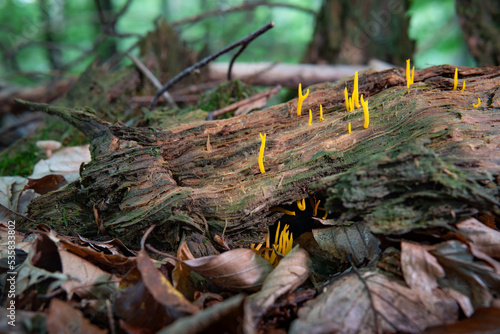 yellow fungi are ubiquitous in the forest