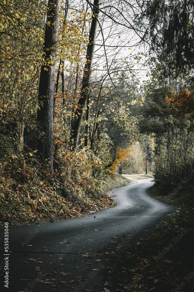 autumn in the forest with a winding road