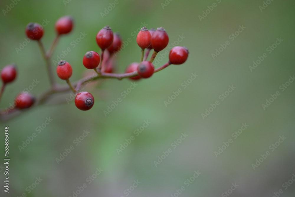 small red rose hips close-up on a branch, green fruits antioxidants, red texture on a green background, abstract gradient, blurred silhouette, organic, healthy berry, fruit tea, healthy food